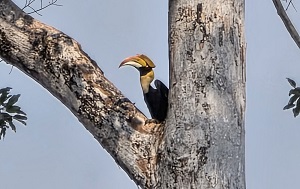Андрей Масалович