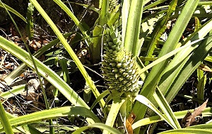 Андрей Масалович