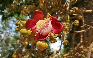 Андрей Масалович