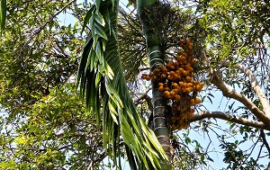 Андрей Масалович